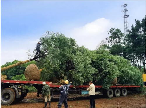 迪士尼施工用的这50种工具,想超越还得多“修炼”N年 迪士尼施工用的这50种工具,想超越还得多“修炼”N年