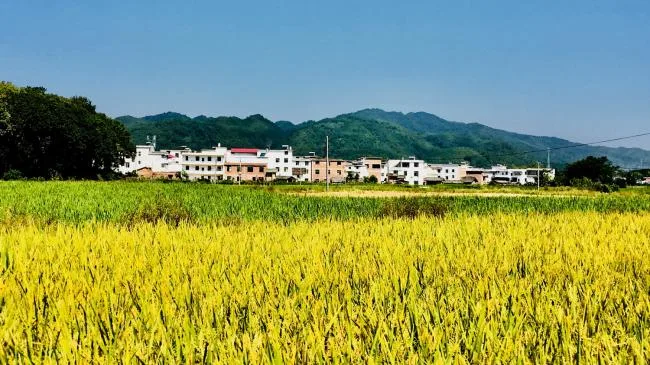 BIM建筑|栖于山麓——乡建新平易近居摸索 | 铭鼎空间艺术工作室