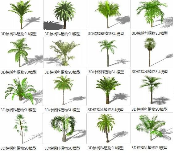 Sketchup素材模型|3D植物，棕榈树 ，椰子树，景观素材组件