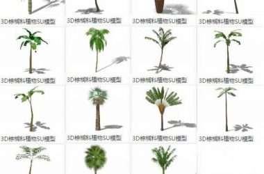 Sketchup素材模型|3D景观植物，棕榈科，素材组件-BIM建筑网