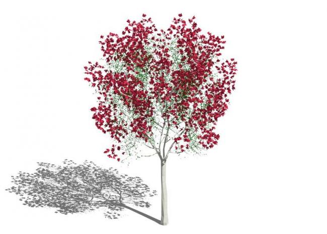 Sketchup素材模型|3D植物树，树枝树干红树叶，景观素材组件