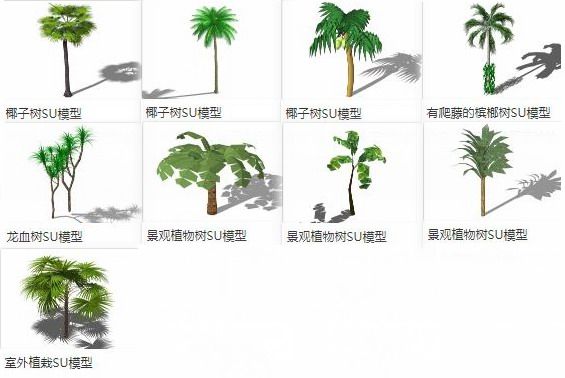 Sketchup素材模型|3D植物树，棕榈科，景观素材组件
