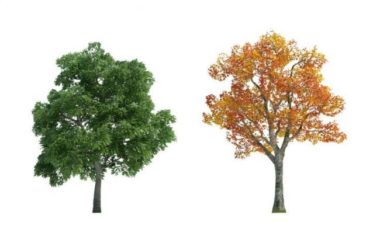 Sketchup素材模型|植物大树景观素材组件-BIM建筑网