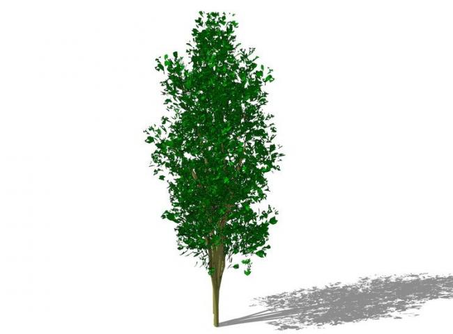 Sketchup素材模型|3D植物树SU模型素材组件