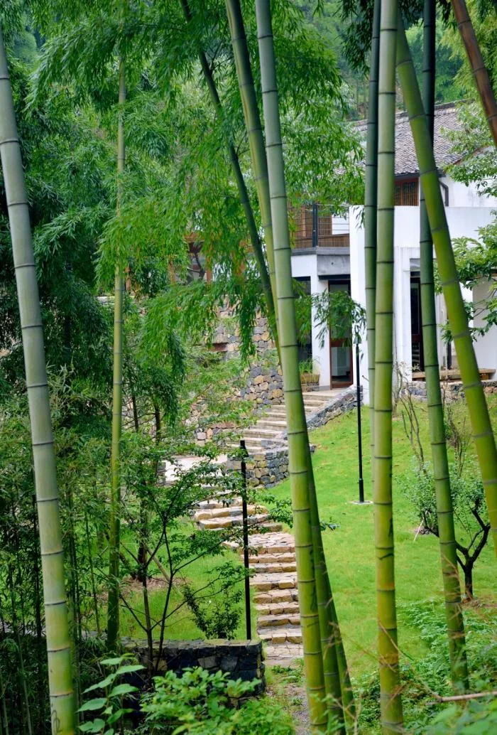 BIM建筑|杭州菩提谷度假民宿 / 中国美术学院风景建筑设计研究总院