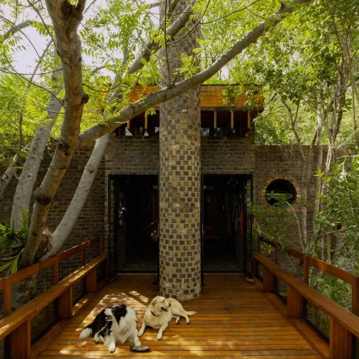 BIM建筑|清幽简居，消隐于森林：南非狭长之宅