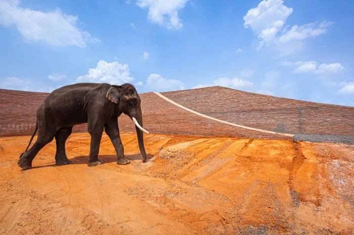 BIM建筑|泰国大象博物馆 / Bangkok Project Studio