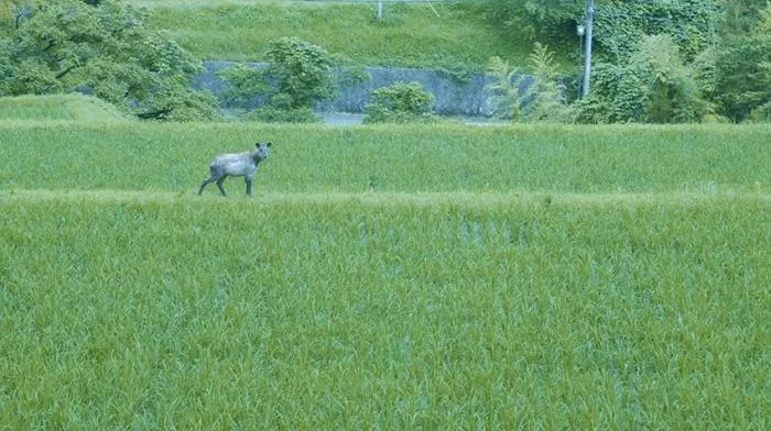 BIM建筑|捕捉日本一座175岁老屋之美