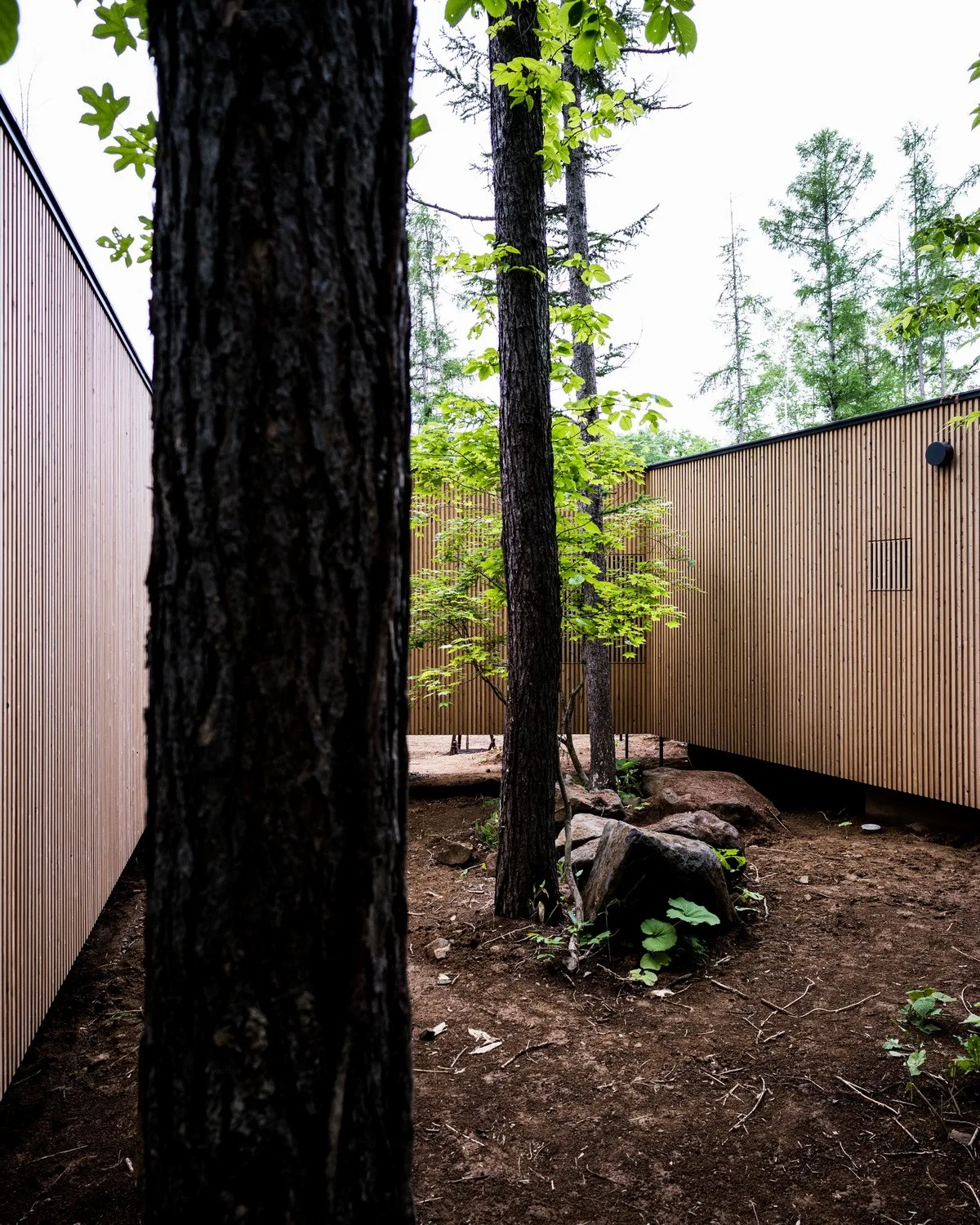 BIM建筑|北海道森林小屋，延伸的“触角” / Florian Busch Architects