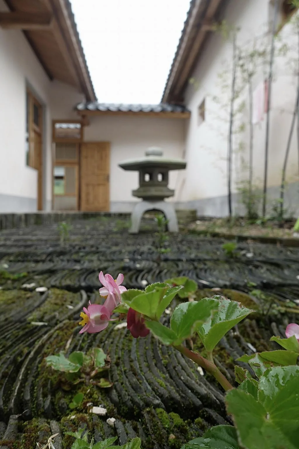 BIM建筑|山禅水定——大和禅院扩建设计 / 上海善祥建筑