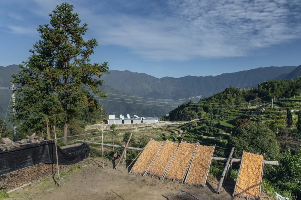 BIM建筑|景宁惠明茶工坊/ DnA_Design and Architecture