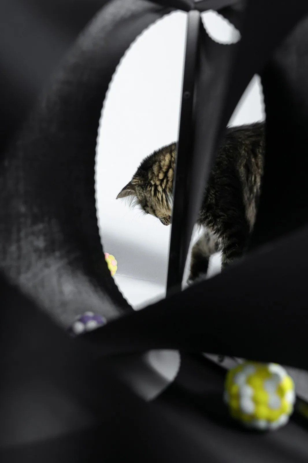 BIM建筑|假如业主是一只猫:猫立方系列 / 杜雷