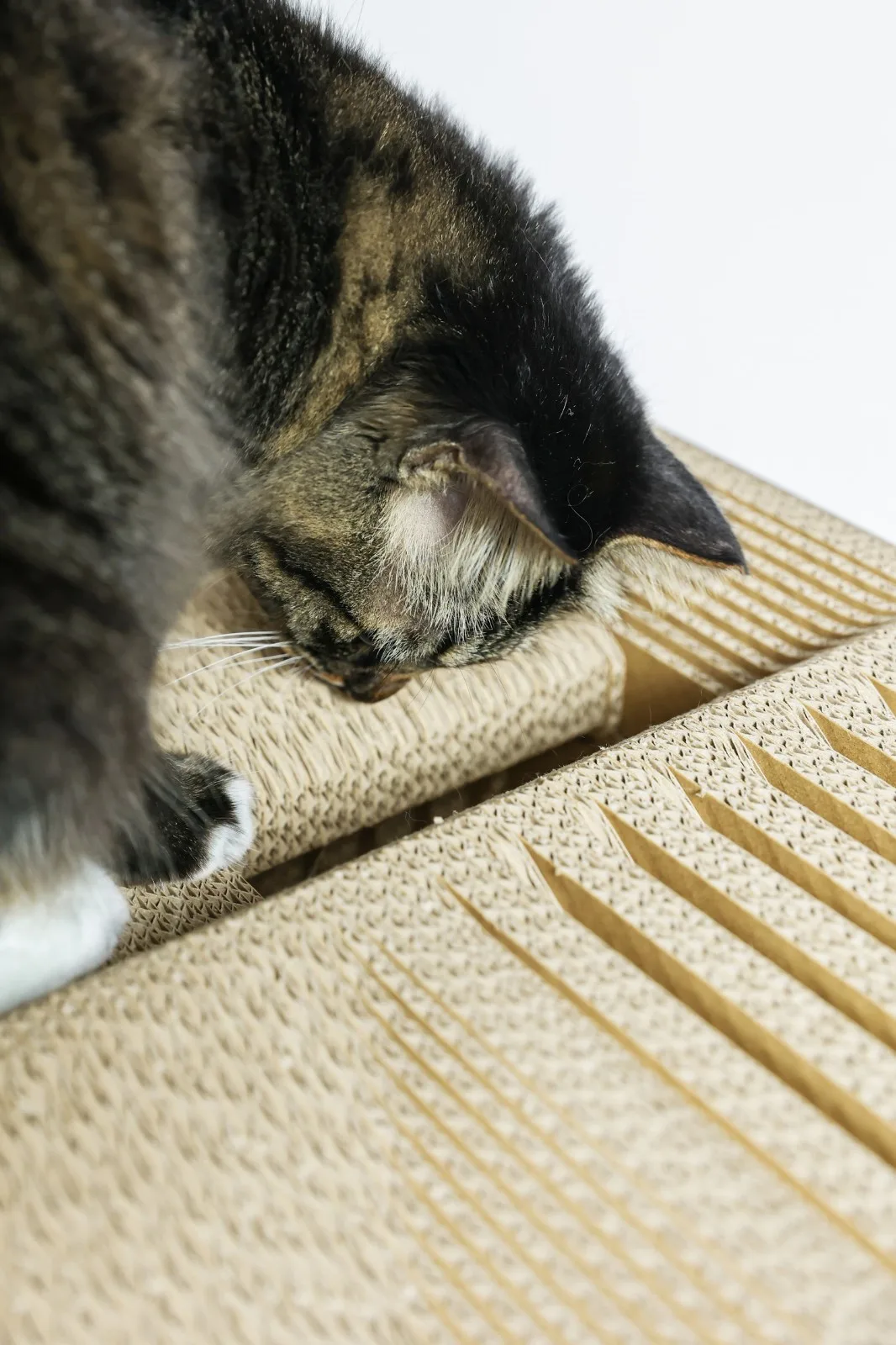 BIM建筑|假如业主是一只猫:猫立方系列 / 杜雷