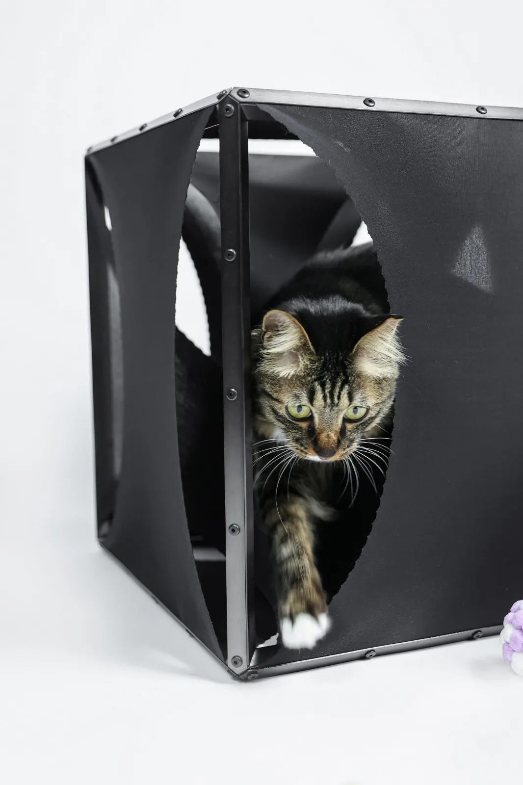 BIM建筑|假如业主是一只猫:猫立方系列 / 杜雷