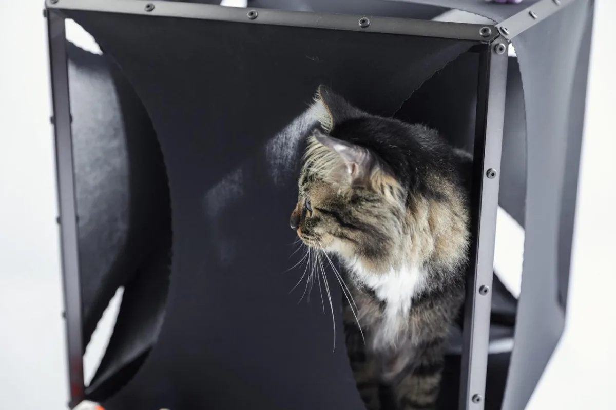 BIM建筑|假如业主是一只猫:猫立方系列 / 杜雷