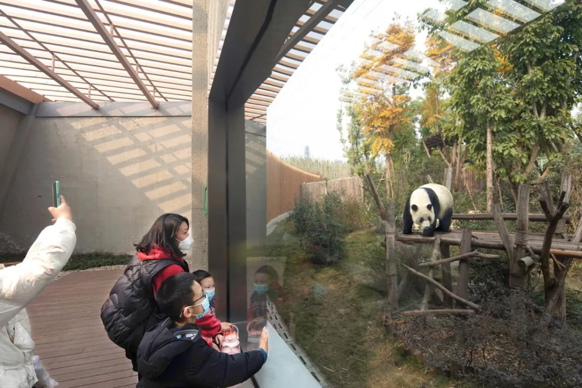 BIM建筑|成都熊猫新舍: 溪谷林壑间的自然栖居 / EID Arch姜平工作室
