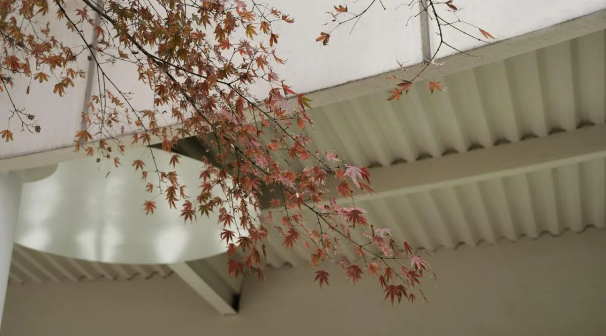 BIM建筑|青枫树下的LOAM瓷屋咖啡 / 八荒设计