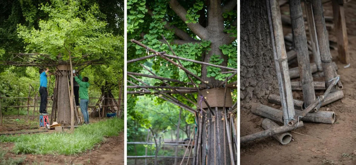 BIM建筑|拥抱可持续：竹装置 Tree of Life / UK Studio