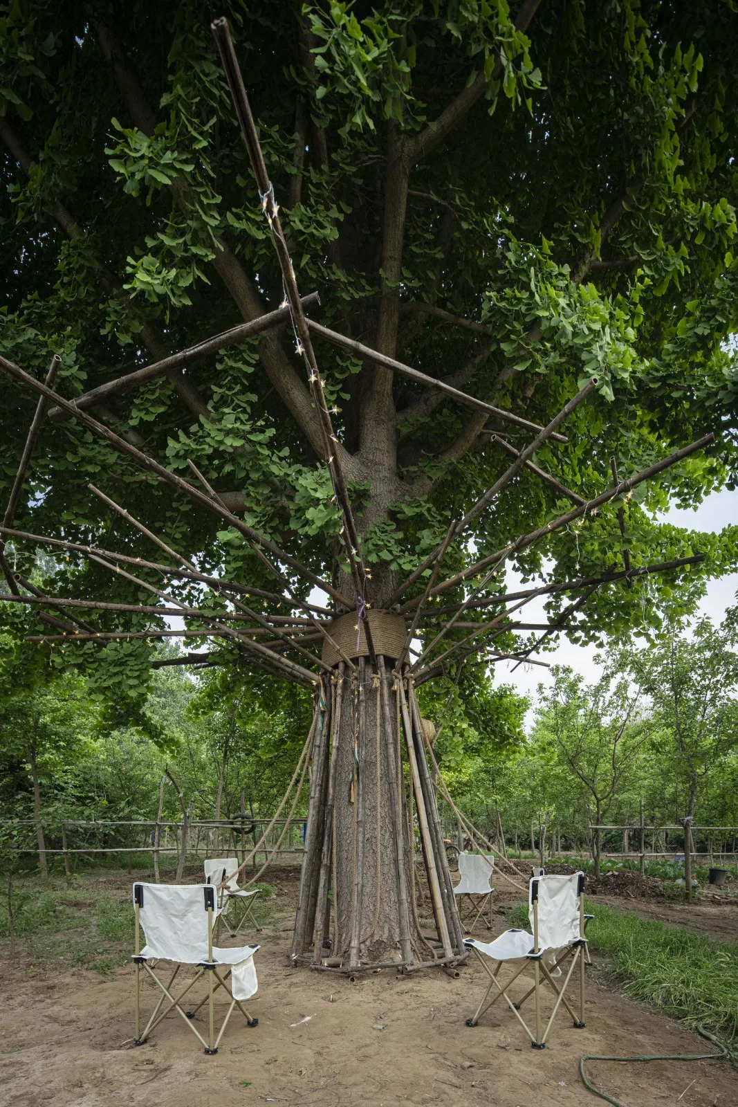 BIM建筑|拥抱可持续：竹装置 Tree of Life / UK Studio