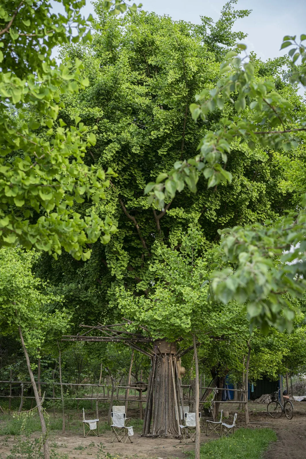 BIM建筑|拥抱可持续：竹装置 Tree of Life / UK Studio