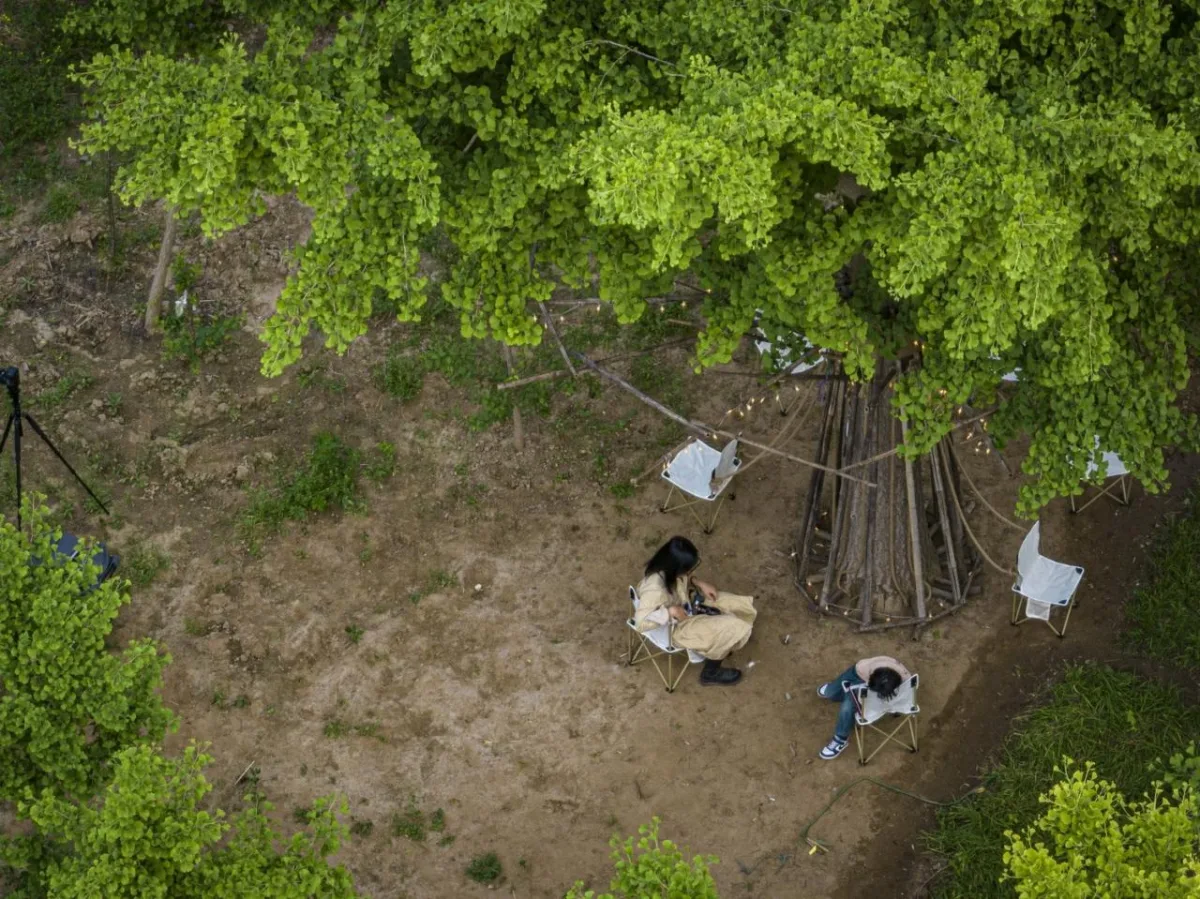 BIM建筑|拥抱可持续：竹装置 Tree of Life / UK Studio