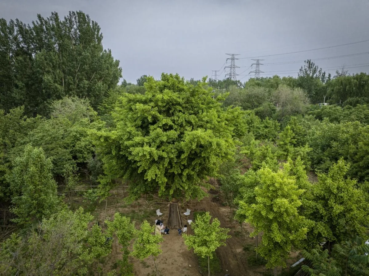 BIM建筑|拥抱可持续：竹装置 Tree of Life / UK Studio