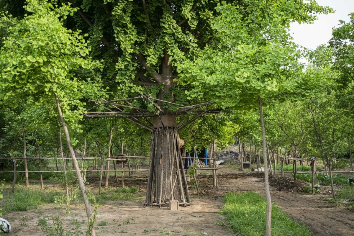 BIM建筑|拥抱可持续：竹装置 Tree of Life / UK Studio