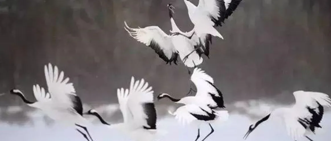 BIM建筑|武汉戏曲中心：观湖望江绘山水，古琴台曲遇园林 / 维思平建筑设计