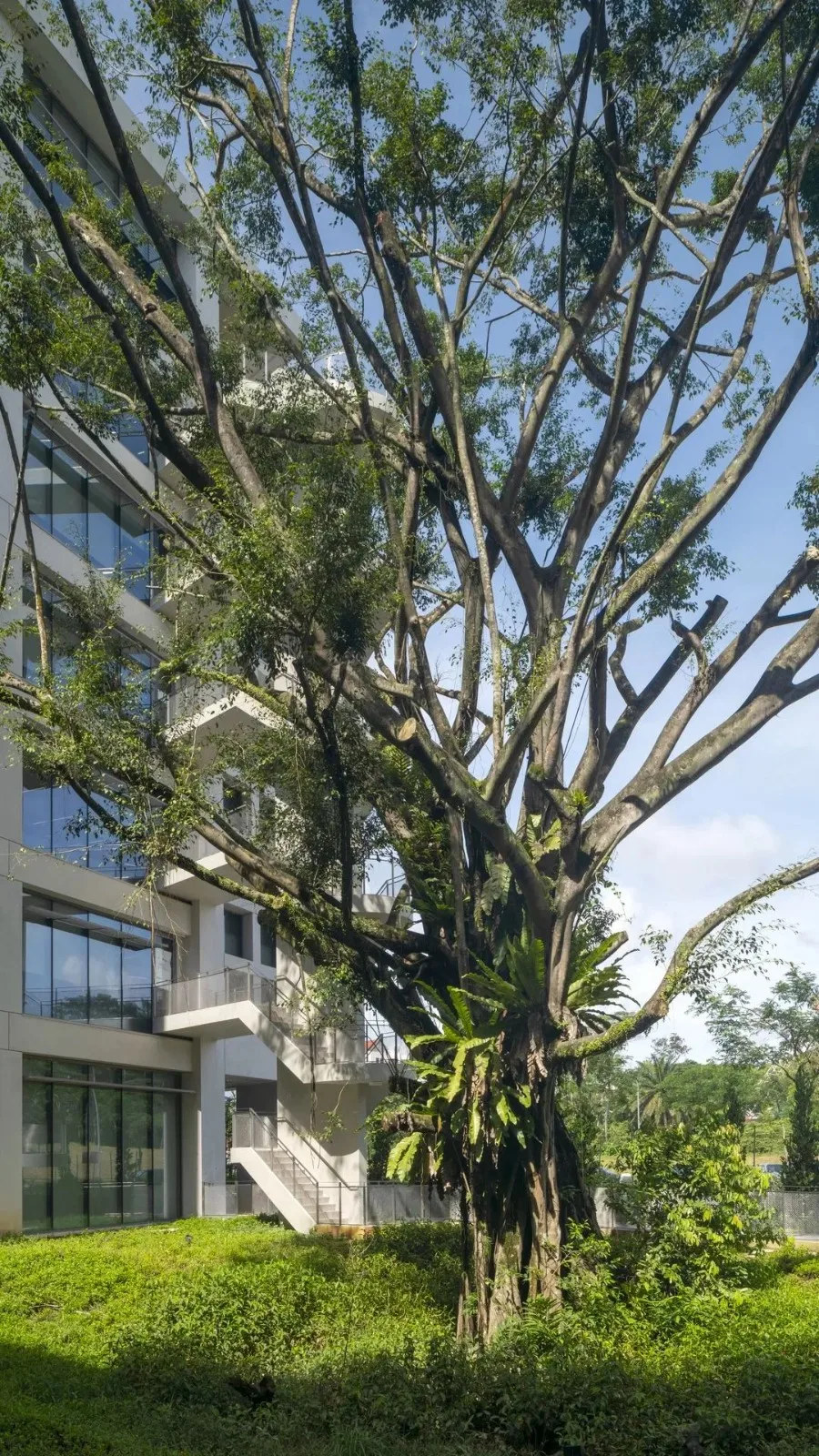 BIM建筑|开启花园办公的未来形态：盛裕集团总部 / Surbana Jurong Campus