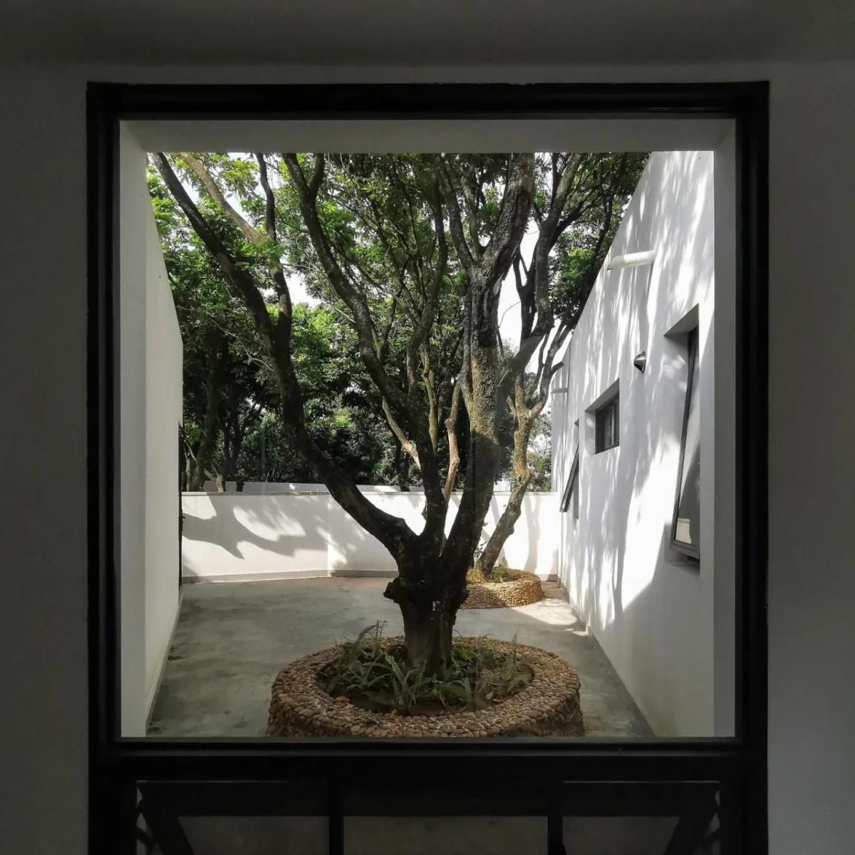 BIM建筑|龙眼树下的院子 / 在场建筑
