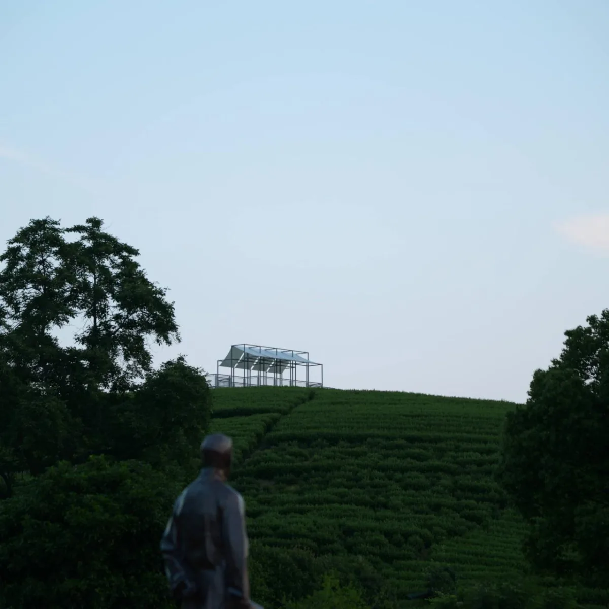 BIM建筑|长埭村艺术乡建系列-茶山浮亭 / 由牧建筑