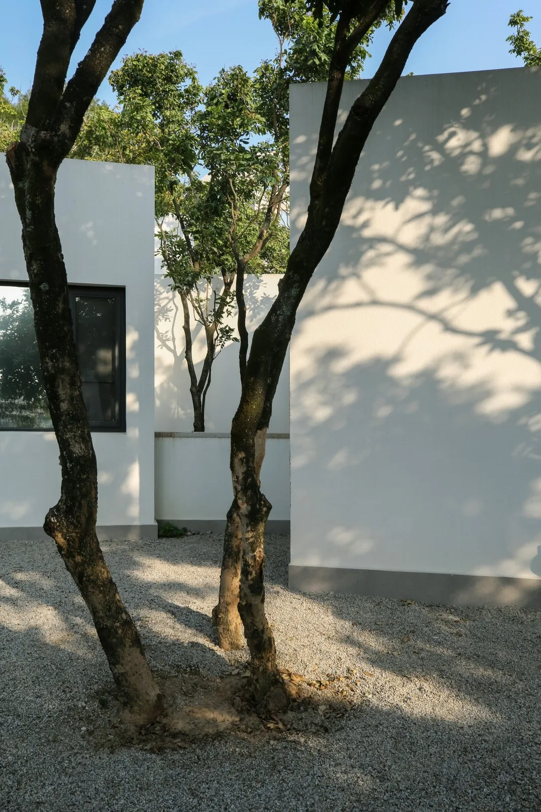 BIM建筑|龙眼树下的院子 / 在场建筑