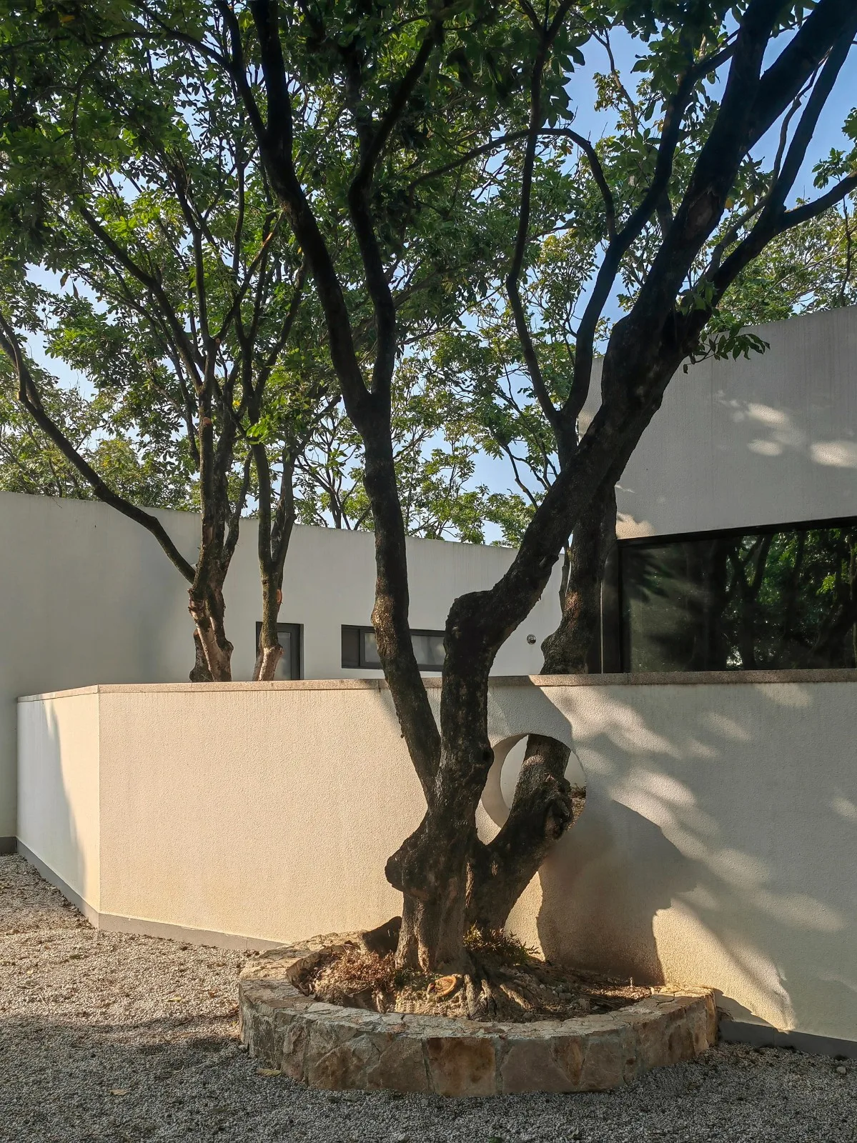 BIM建筑|龙眼树下的院子 / 在场建筑